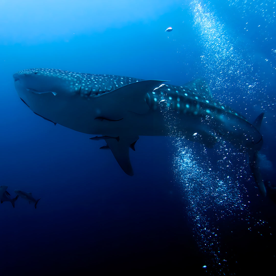 Koh Lanta Scuba Fun Diving Hidden Depths Diving