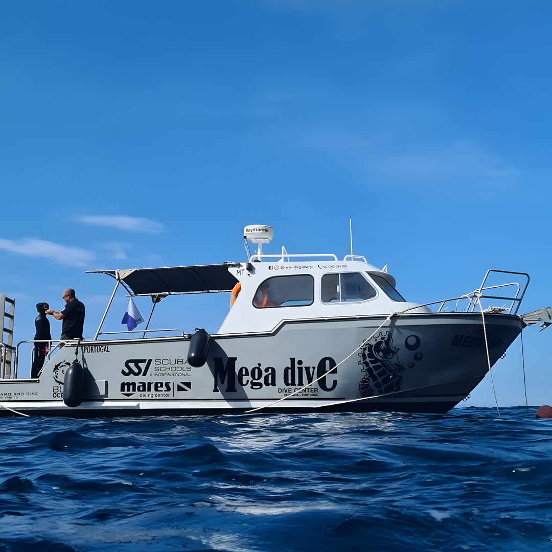 Dolphin Watching in Sesimbra