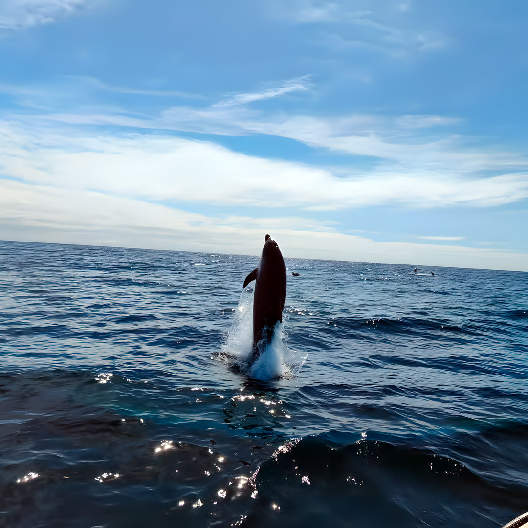 Open Water Scuba Diving Course