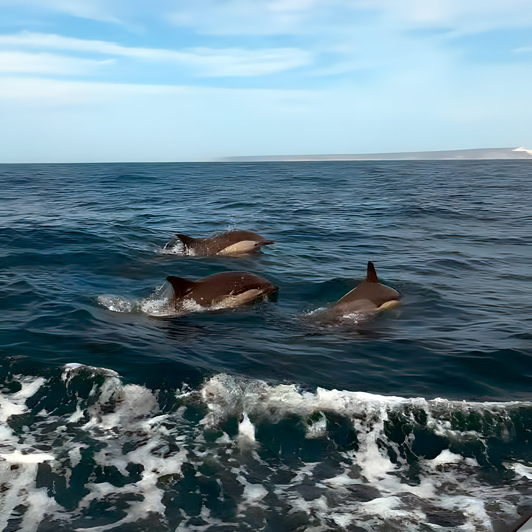 Try Scuba Diving in Sesimbra