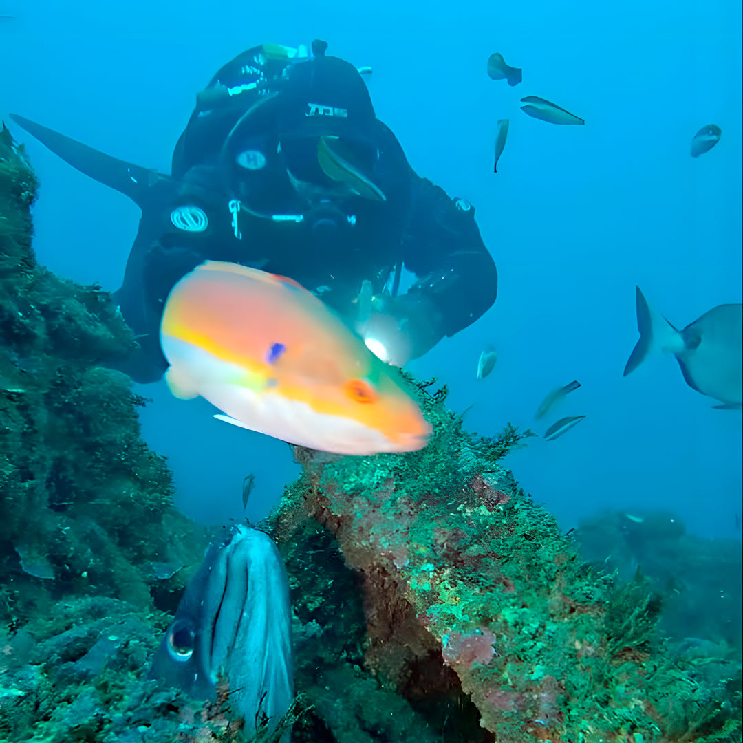 Marine Park Guided Snorkeling Experience