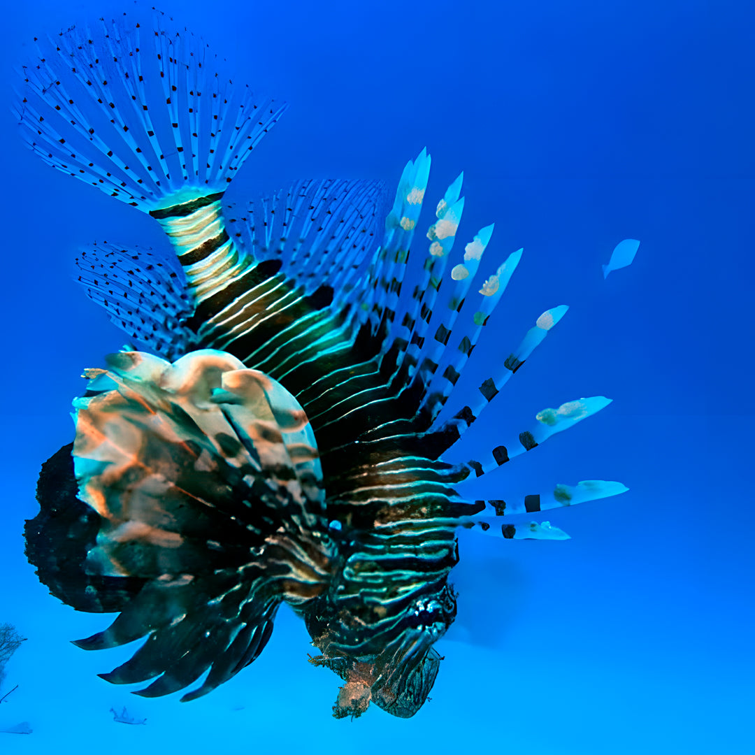 Sesimbra Fun Dive