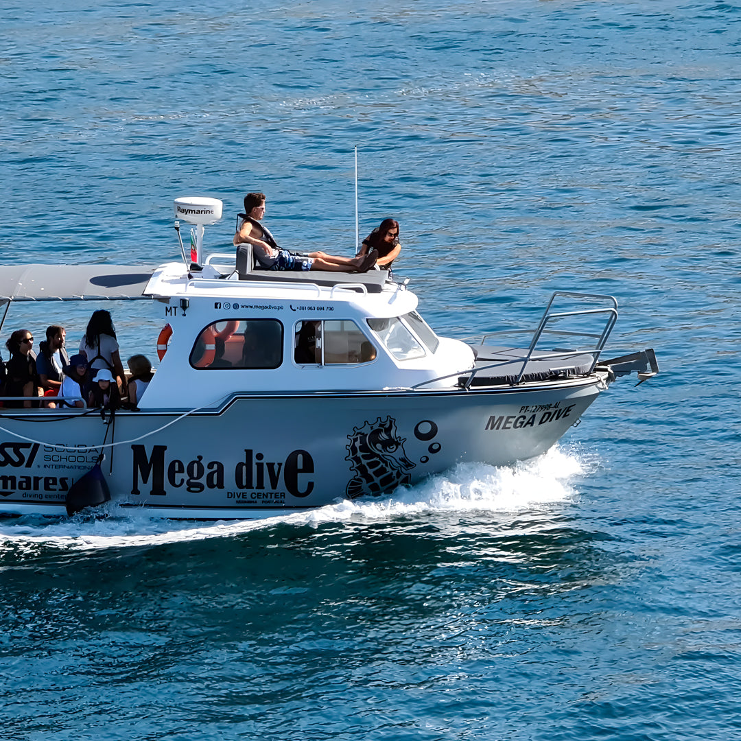 Dolphin Watching in Sesimbra