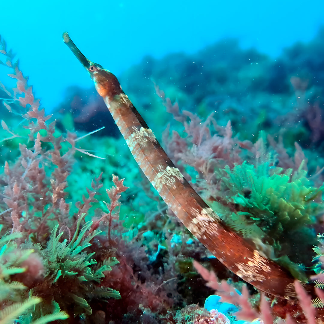 Marine Park Guided Snorkeling Experience