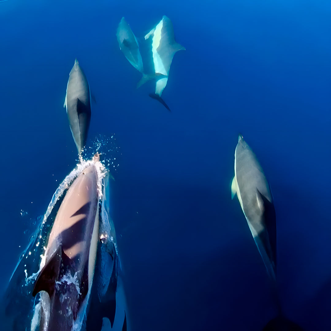 Try Scuba Diving in Sesimbra