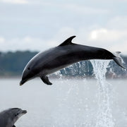 Dolphin Watching in Sesimbra