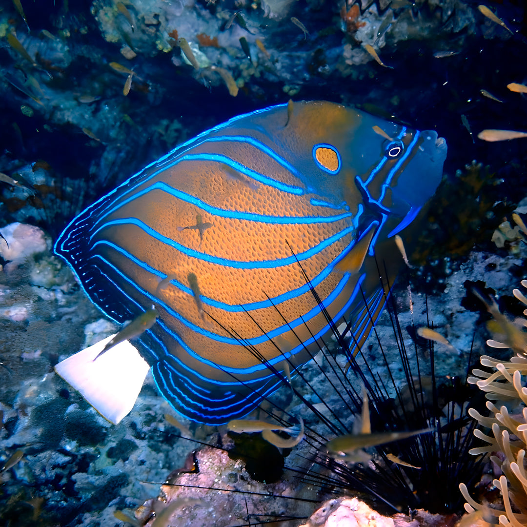 Sail Rock Introductory Diving Program Member Diving
