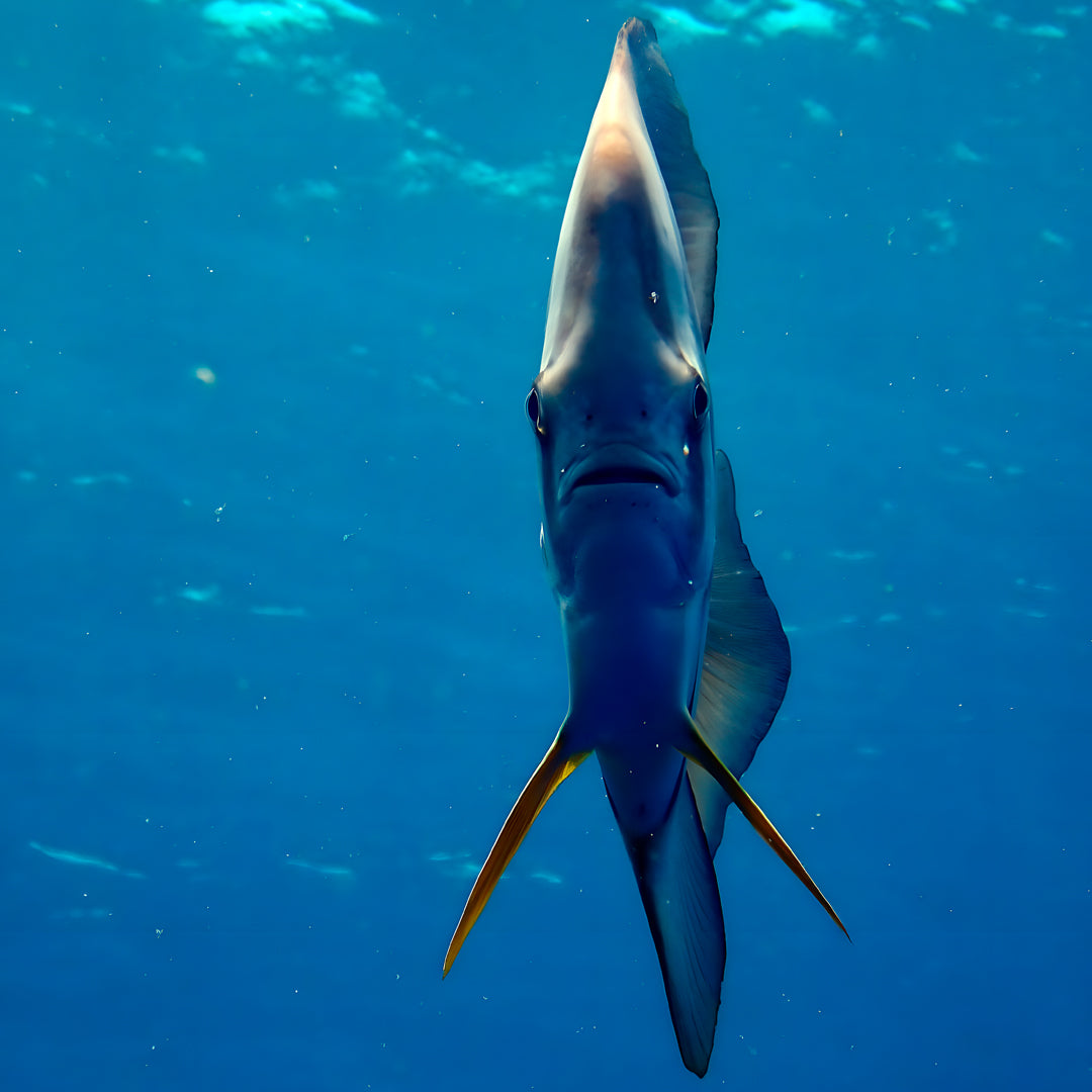 Sail Rock Introductory Diving Program Member Diving