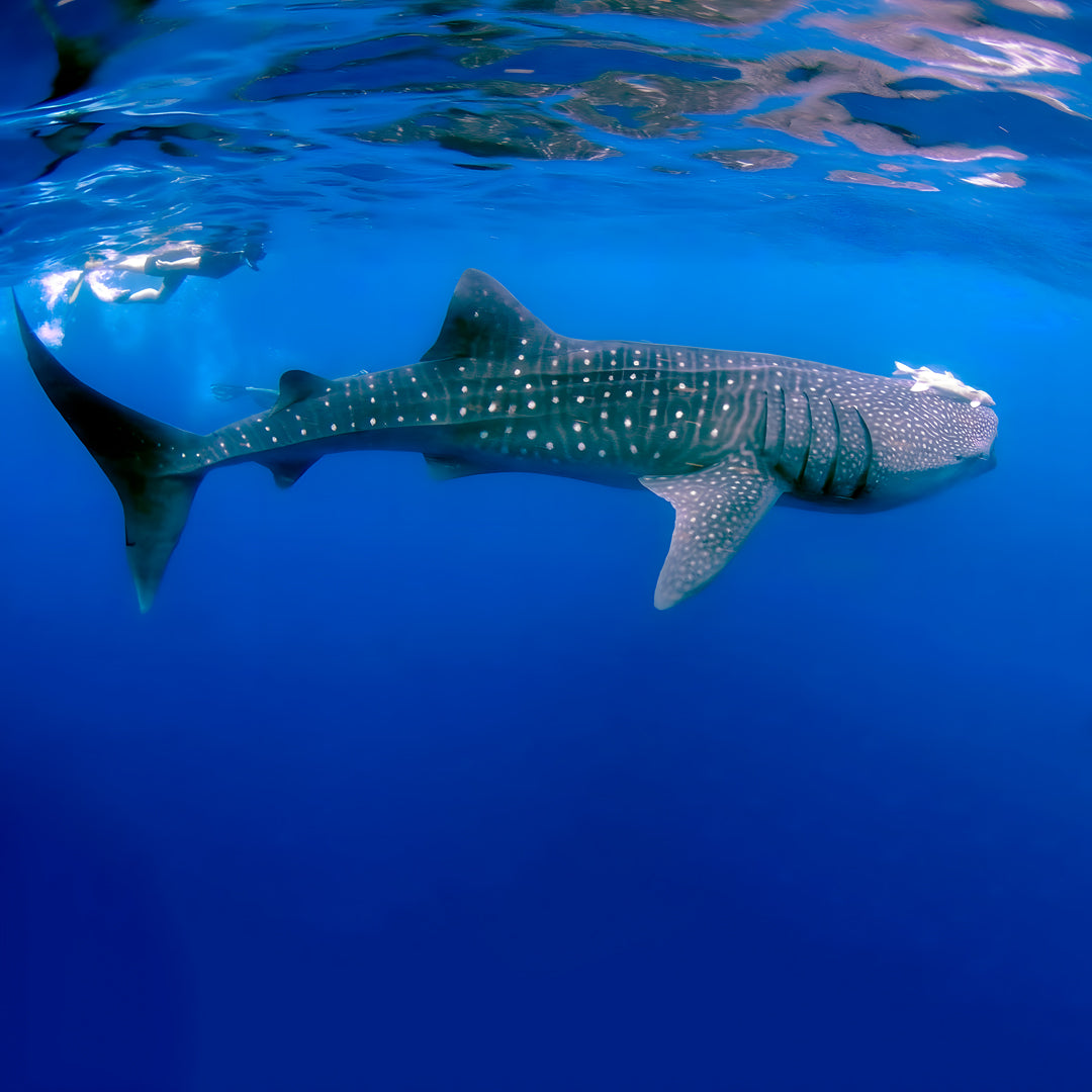 Koh Tao Introductory Diving Program Member Diving