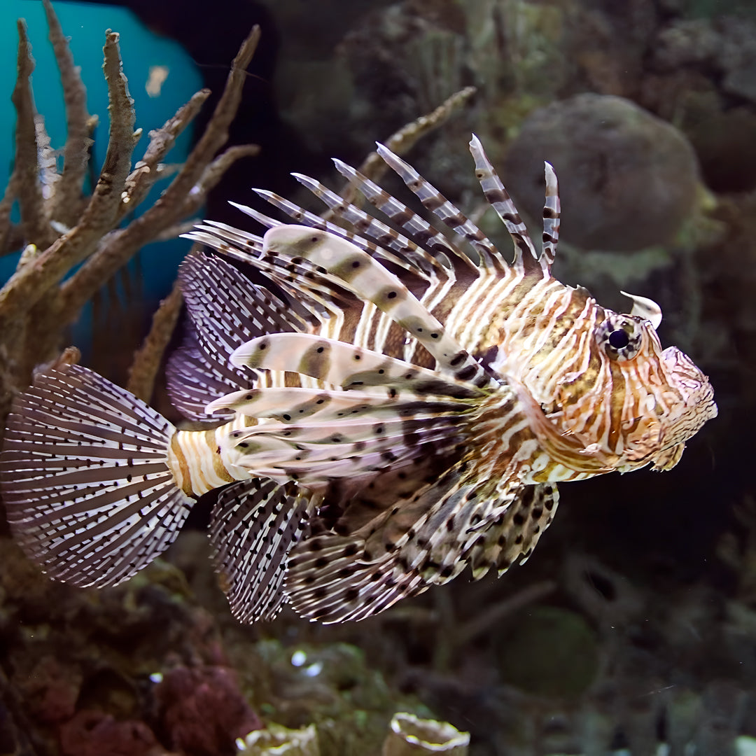 Koh Tao Introductory Diving Program Member Diving