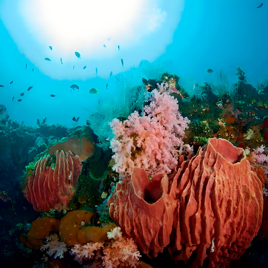 USAT Liberty Shipwreck Beginner Dive