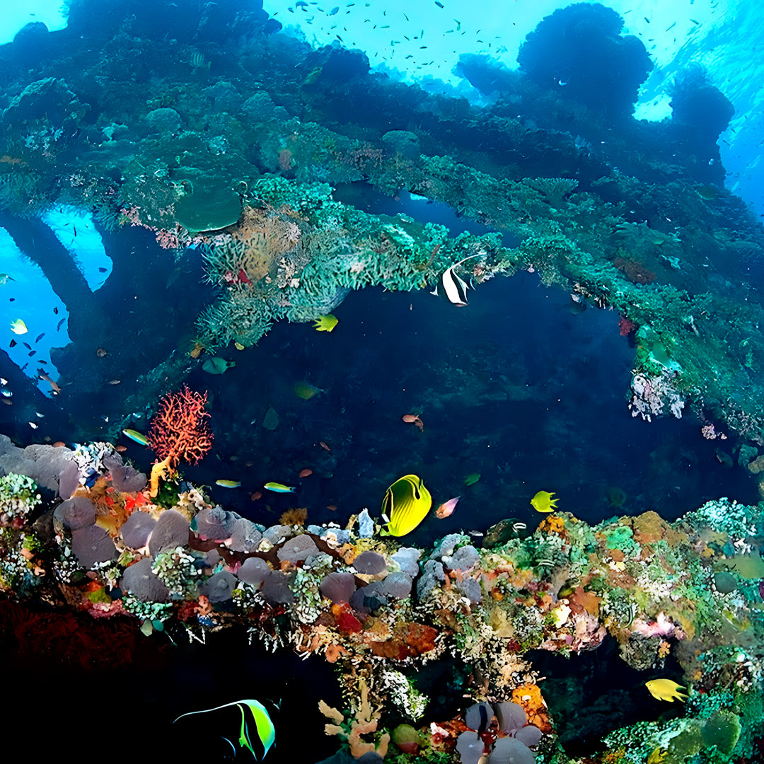 USAT Liberty Shipwreck Beginner Dive