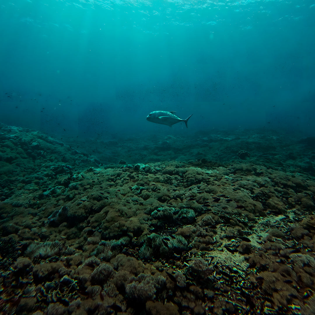 East Bali Scuba Diving Trip