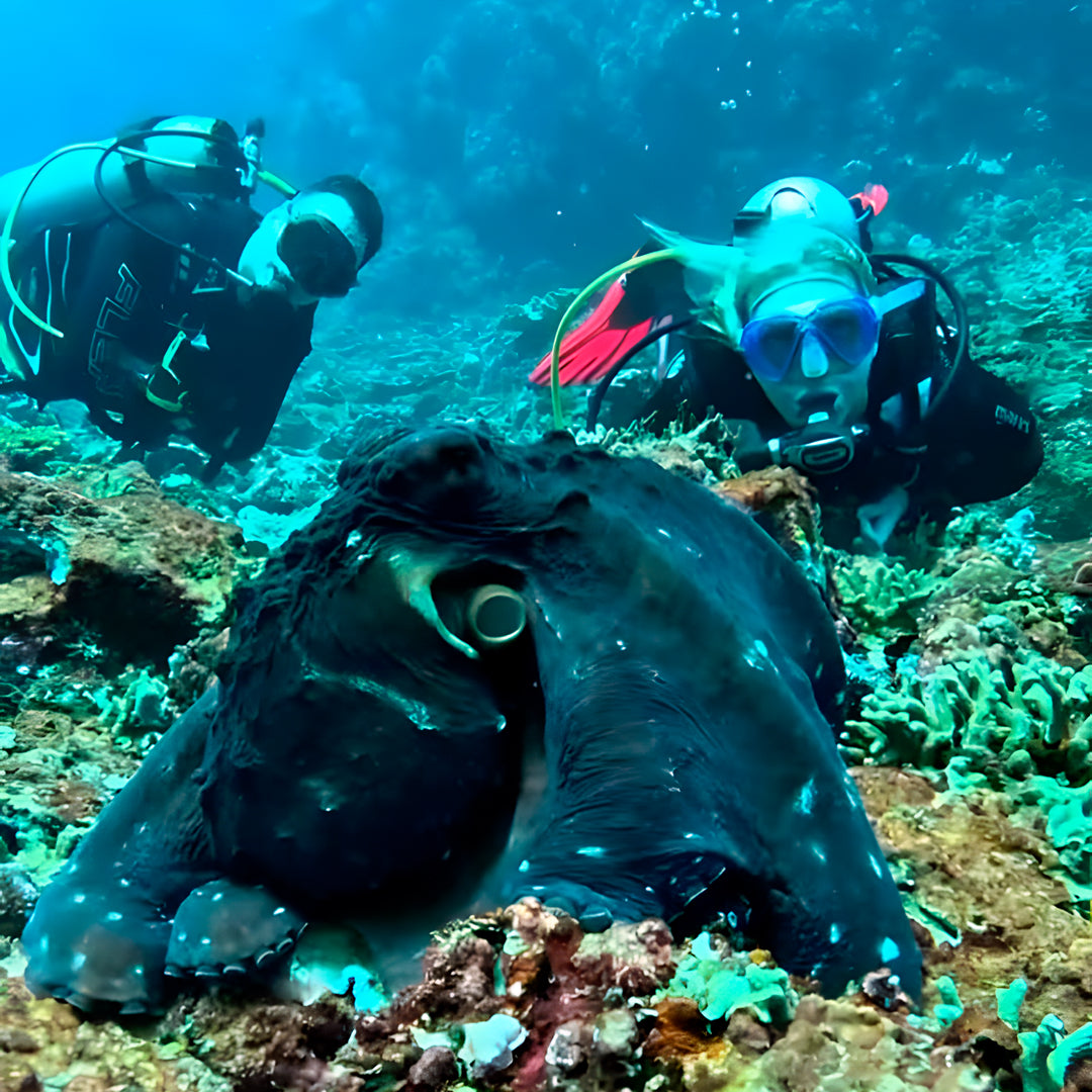 East Bali Scuba Diving Trip