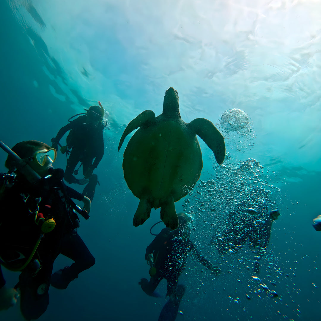 East Bali Scuba Diving Trip