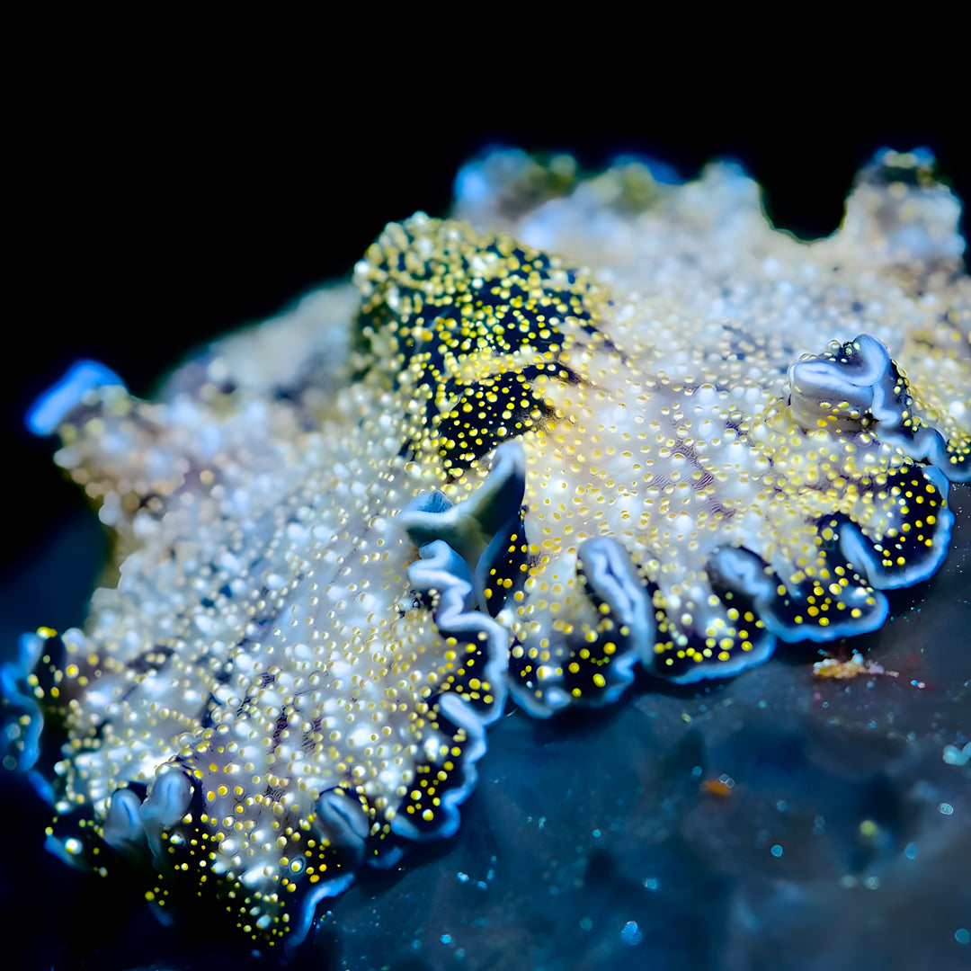 East Bali Scuba Diving Trip
