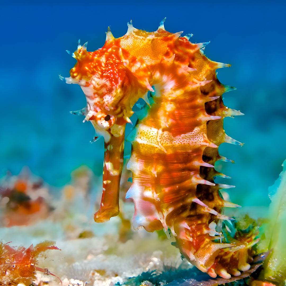 East Bali Scuba Diving Trip