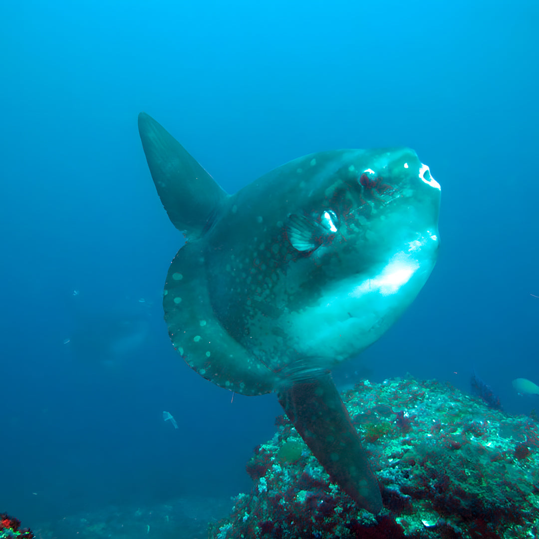 East Bali Scuba Diving Trip