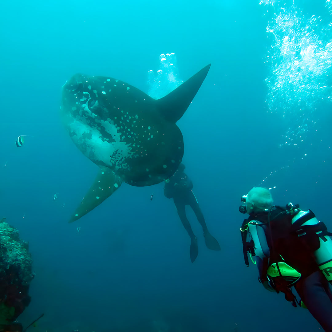 East Bali Scuba Diving Trip