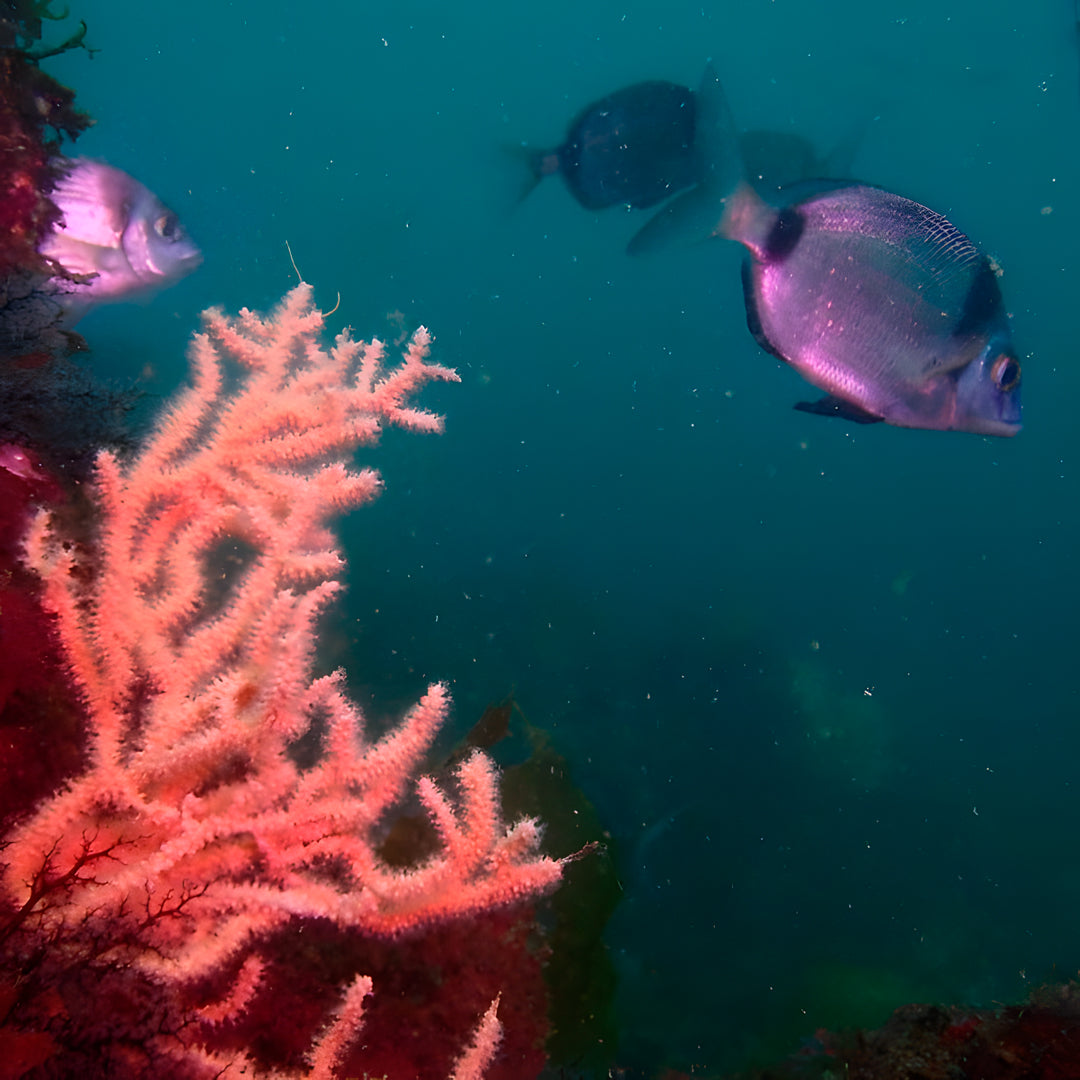 Lisbon Scuba Diving Trip