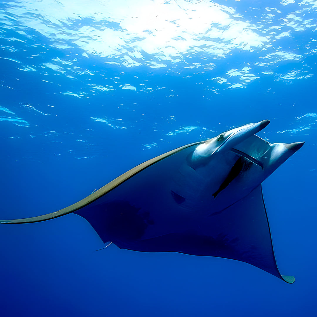 Porto Santo Island Scuba Diving Trip