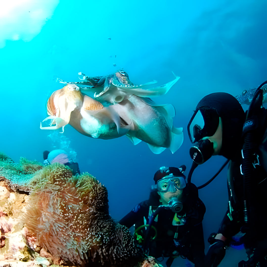 Madeira Island Scuba Diving Trip