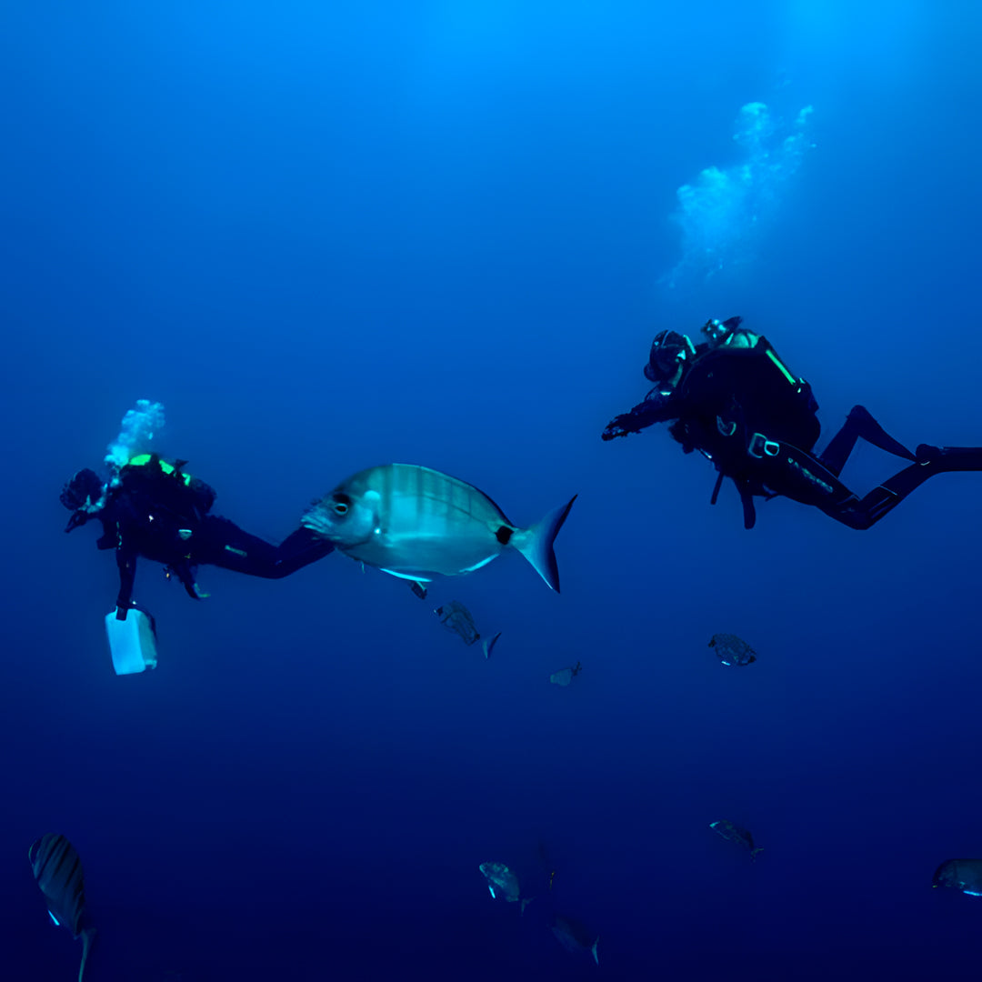 Azores Santa Maria Island Scuba Diving Trip