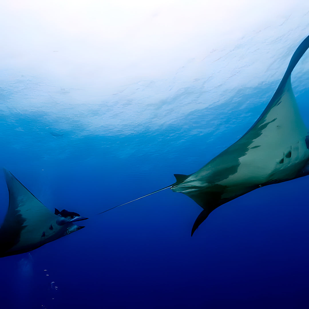 Lisbon Scuba Diving Trip