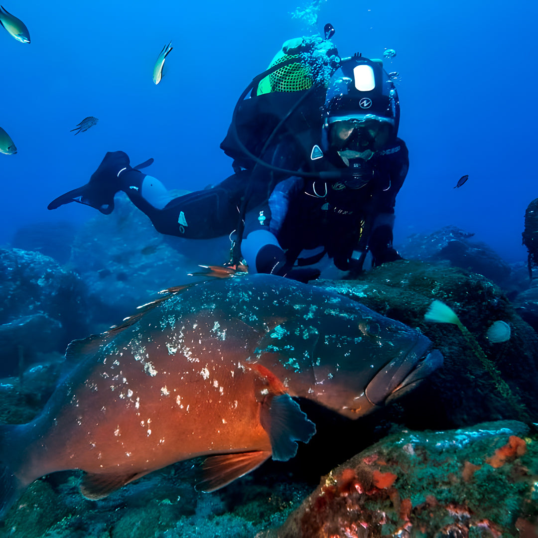 Lisbon Scuba Diving Trip