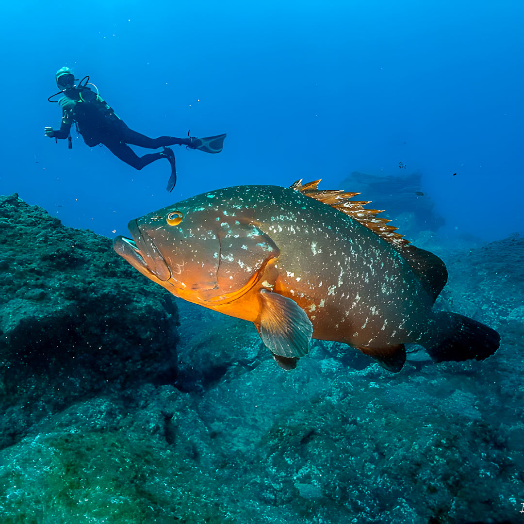 Madeira Island Scuba Diving Trip