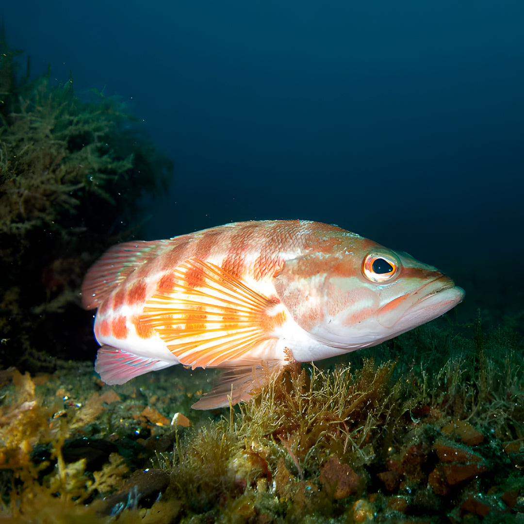 Graciosa Island Discovery Scuba Dive