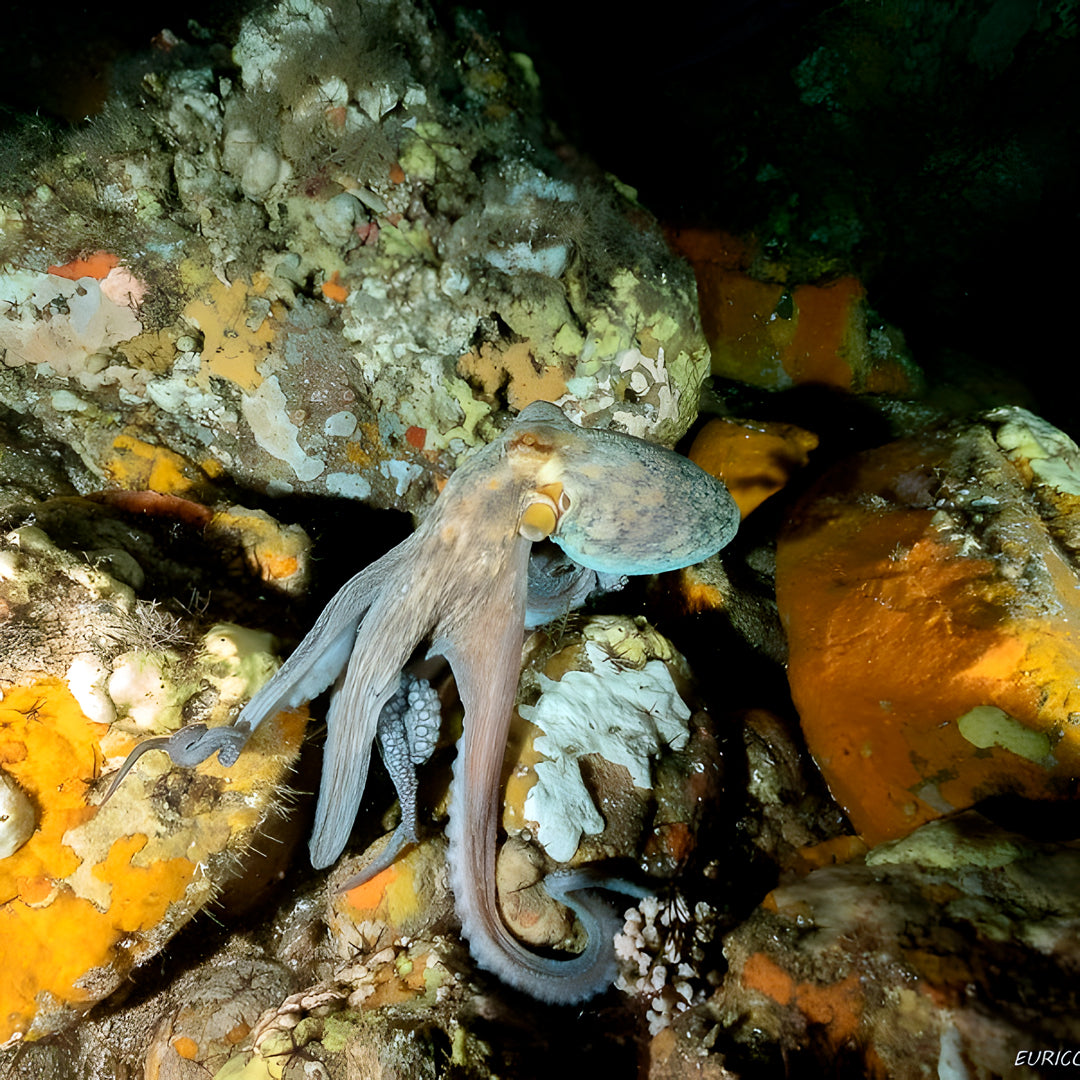 Lisbon Scuba Diving Trip