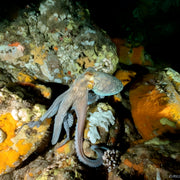 Porto Santo Island Discovery Scuba Dive