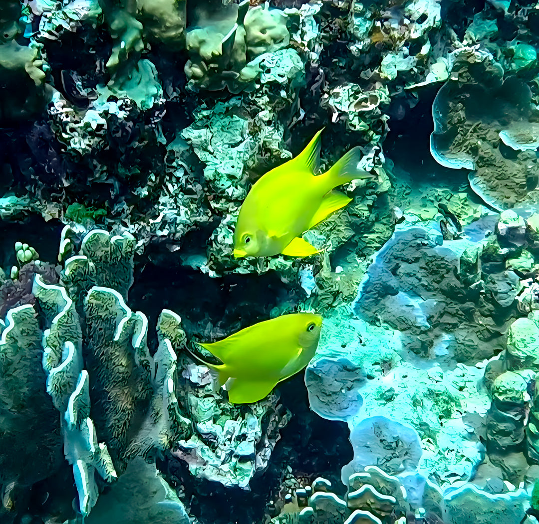 Advanced Open Water Scuba Diving Course in Phuket SSS Phuket & Dive Surf Center