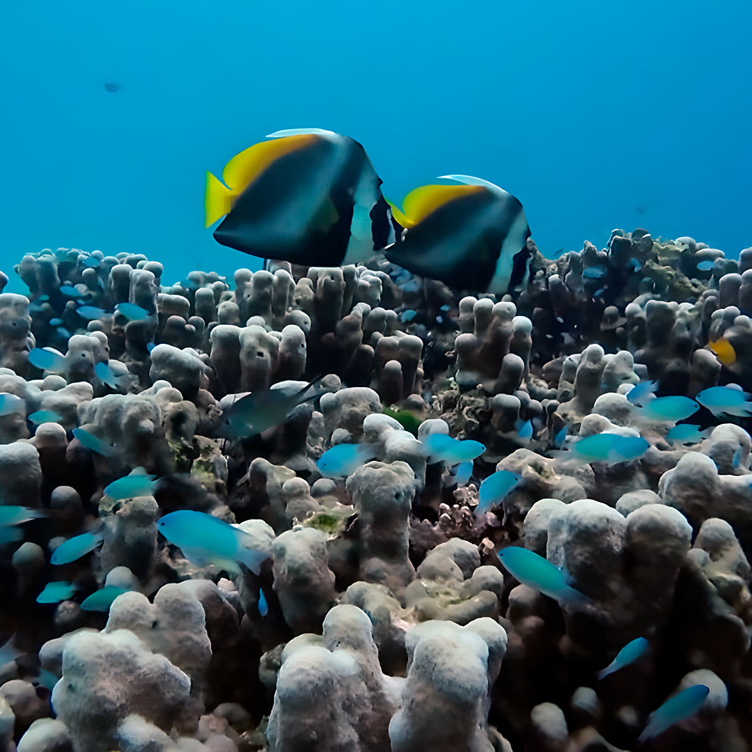 Racha Yai Island Scuba Diving Fun Dive SSS Phuket & Dive Surf Center