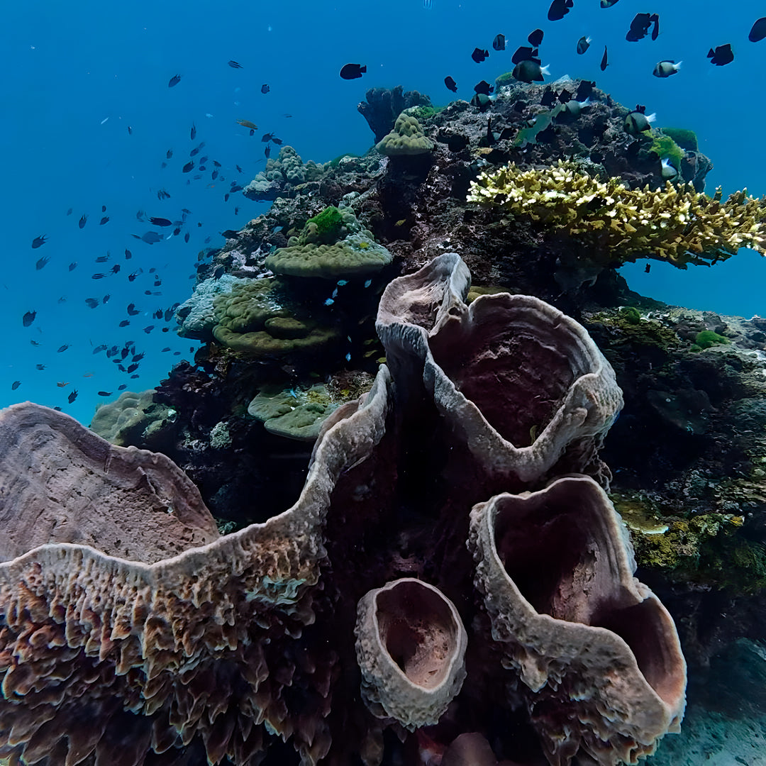 Racha Yai Discover Scuba Diving Course SSS Phuket & Dive Surf Center