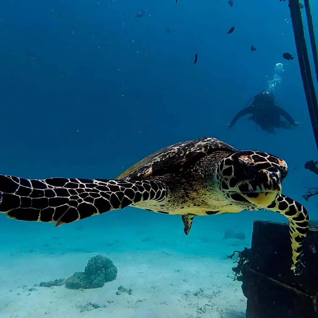 Phi Phi Island Spectacular Fun Dive