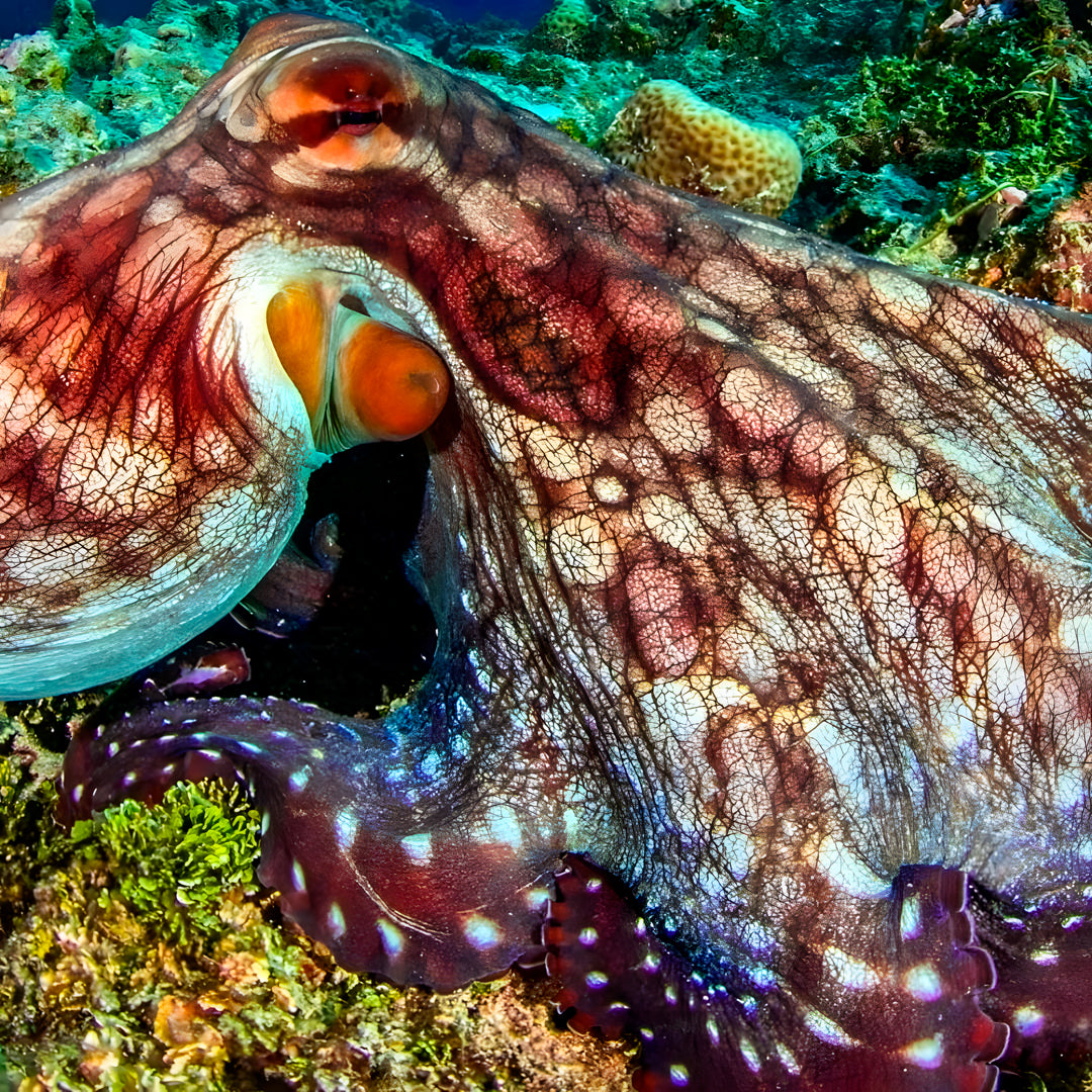 Nusa Penida Multi-Day Scuba Diving Trip