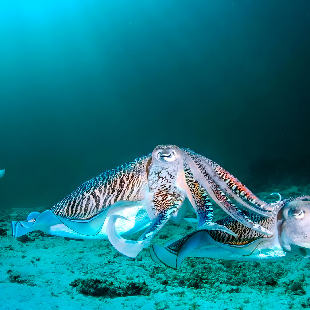 Discover Scuba Diving in Nusa Penida