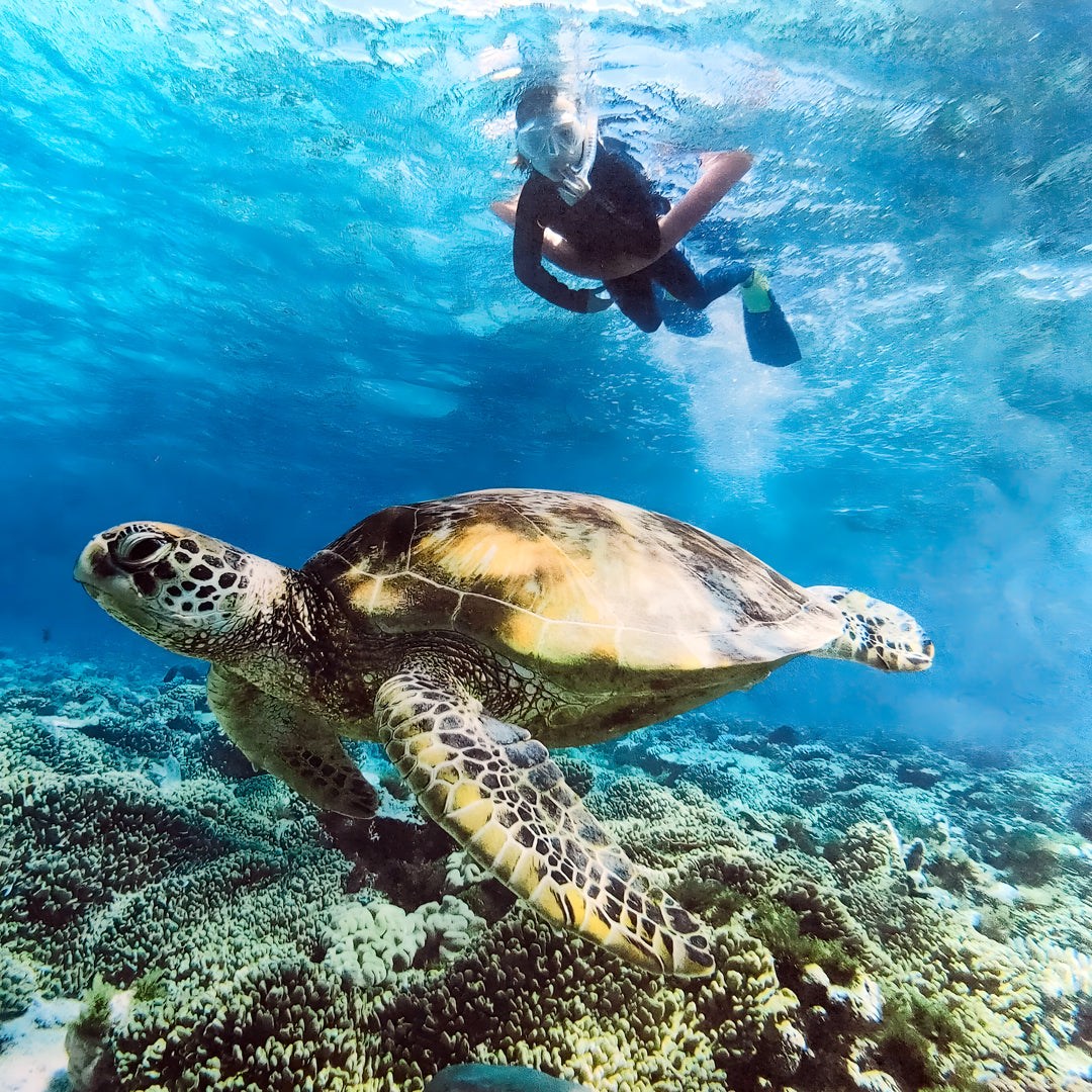 Beginner Scuba Diver Course in Port Douglas