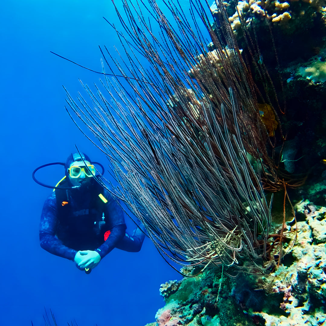 Beginner Scuba Diver Course in Port Douglas