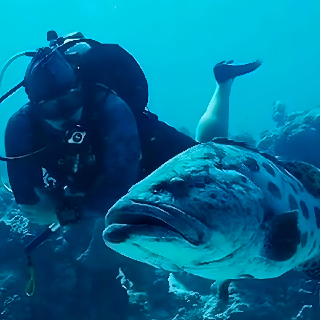 Port Douglas Fun Dive for Certified Divers