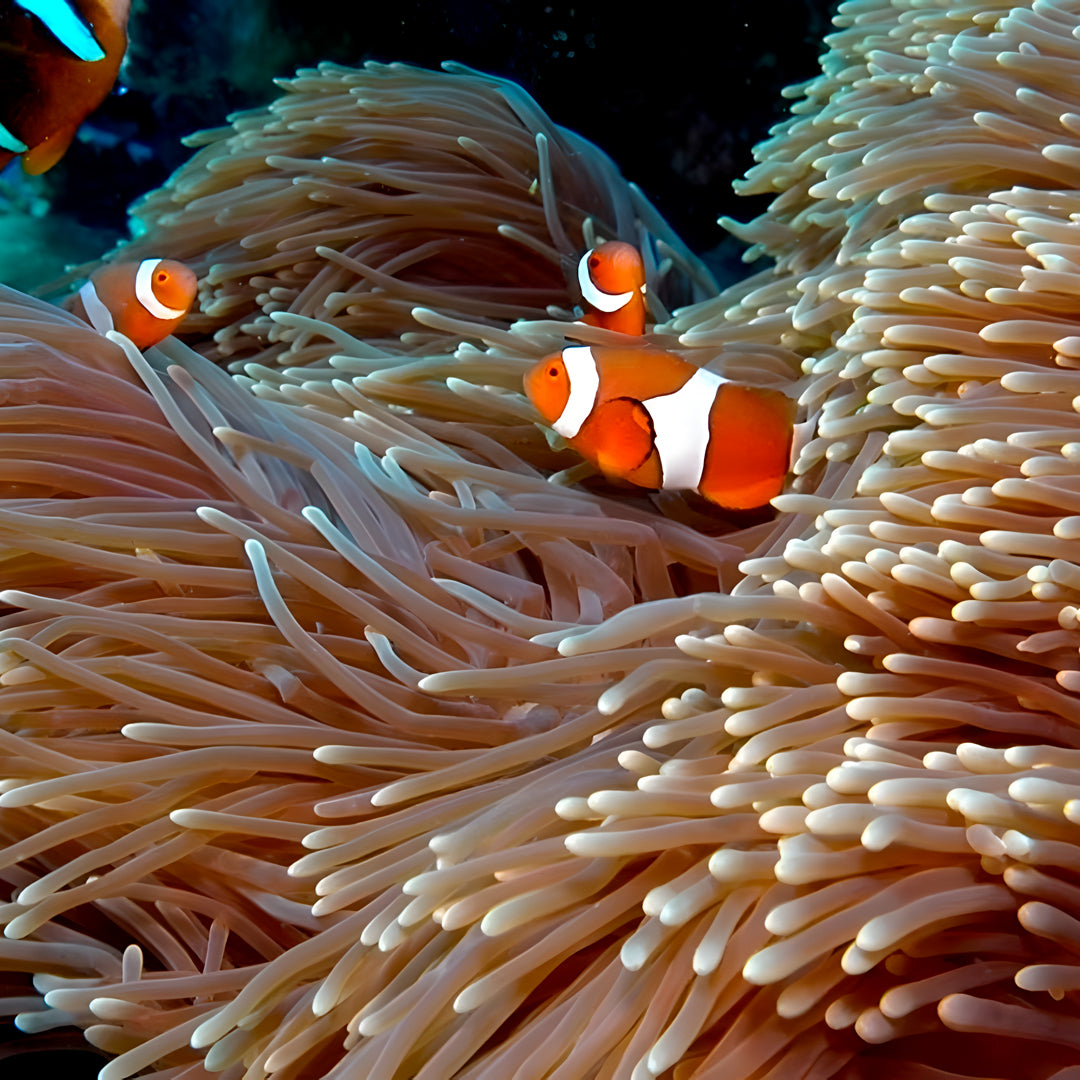 Introductory Scuba Diving in Port Douglas