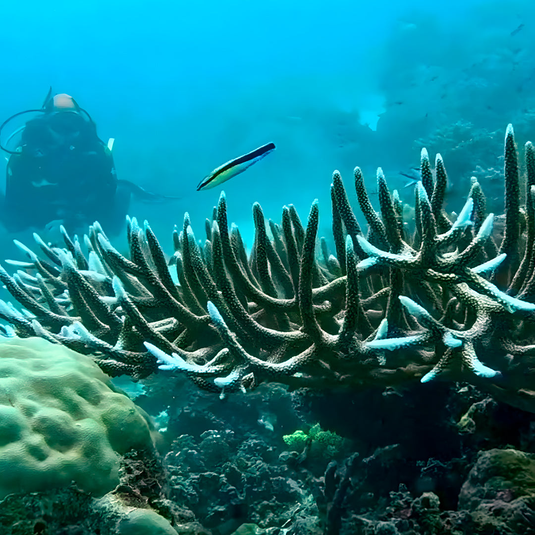 Introductory Scuba Diving in Port Douglas