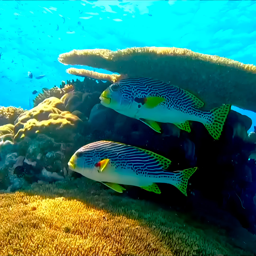 Port Douglas Fun Dive for Certified Divers