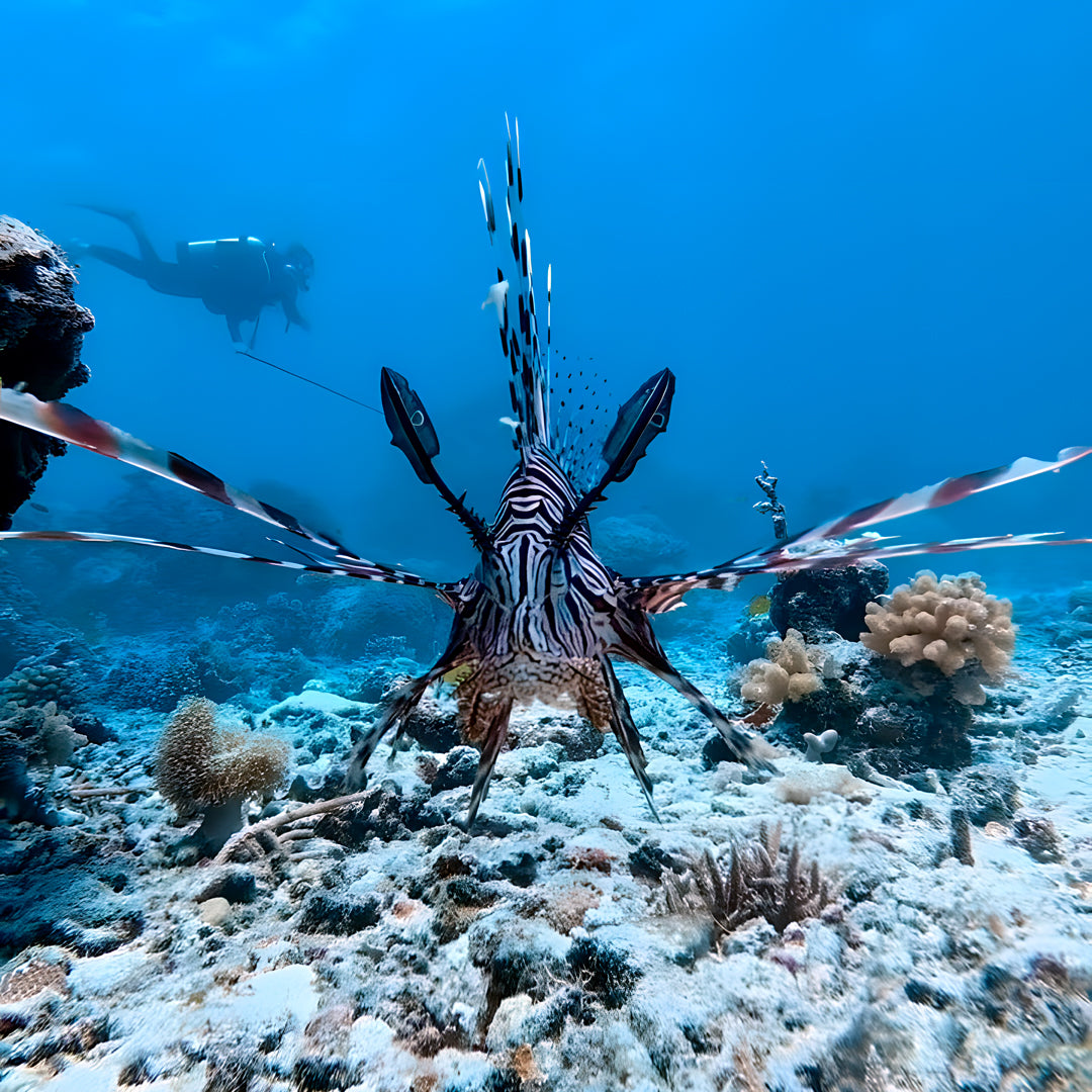 Beginner Scuba Diver Course in Port Douglas
