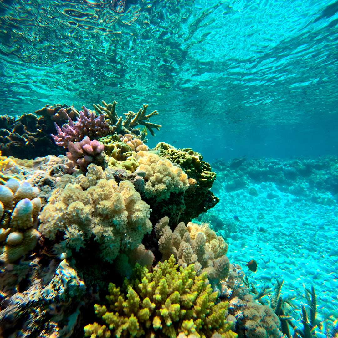 Beginner Scuba Diver Course in Port Douglas