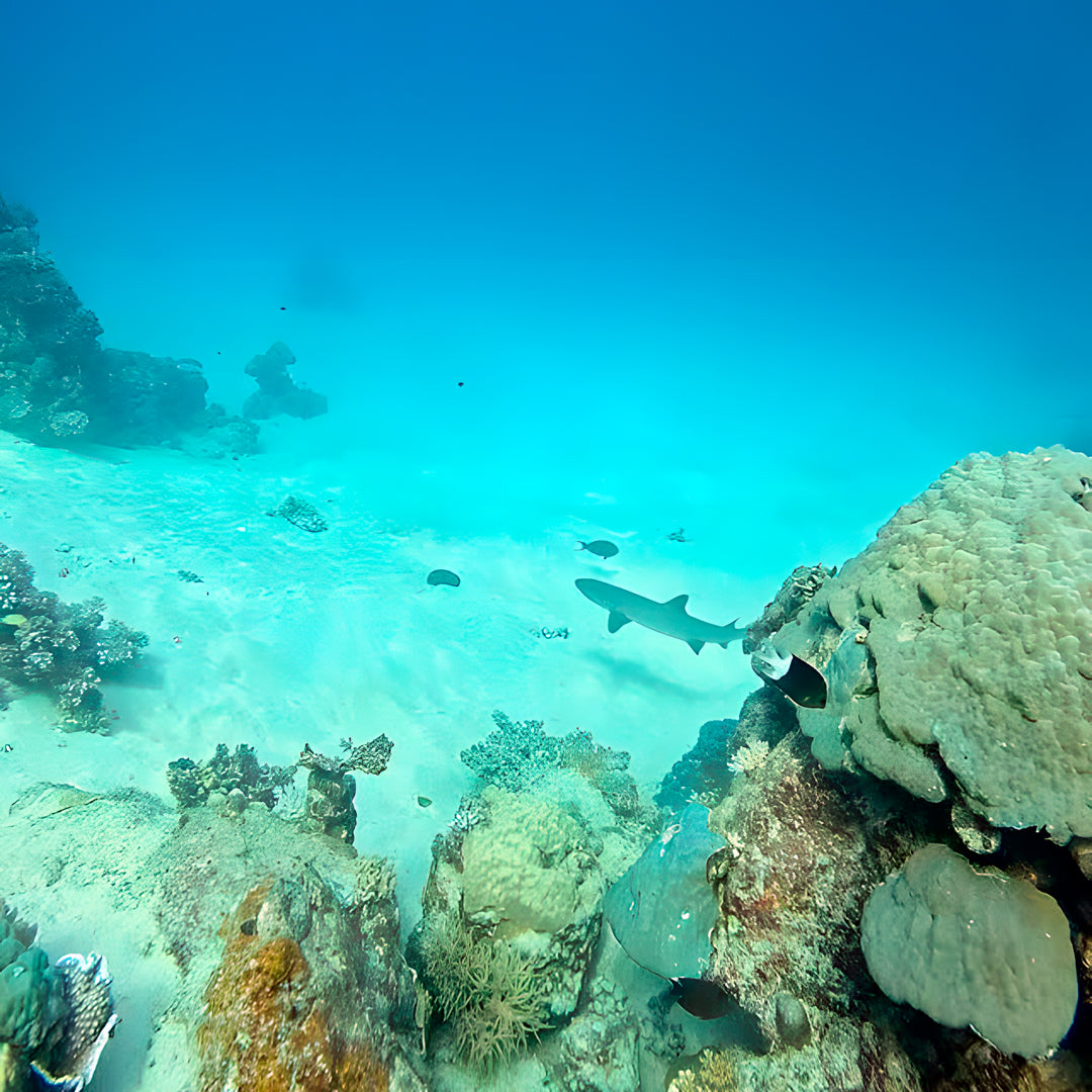 Beginner Scuba Diver Course in Port Douglas