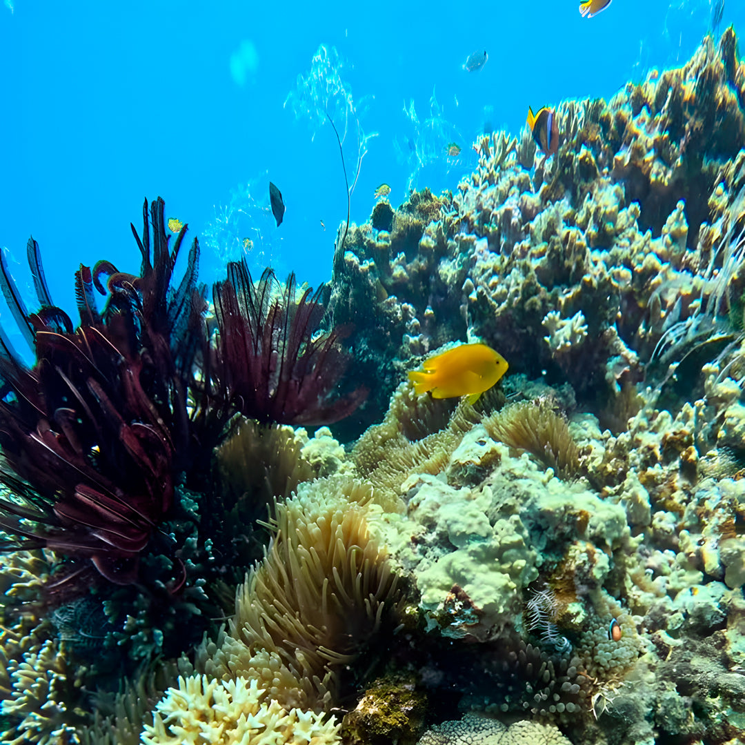 Beginner Scuba Diver Course in Port Douglas