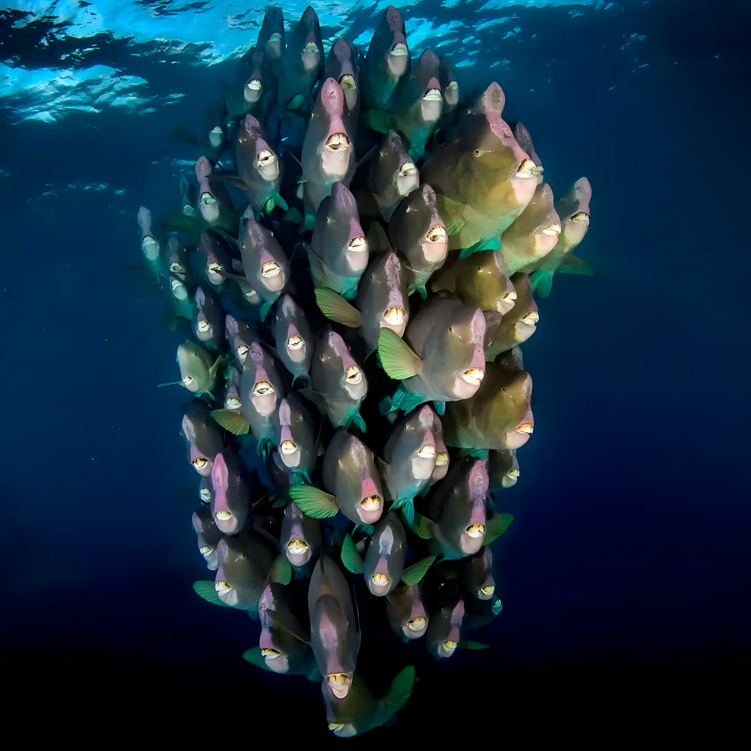Introductory Scuba Diving in Port Douglas